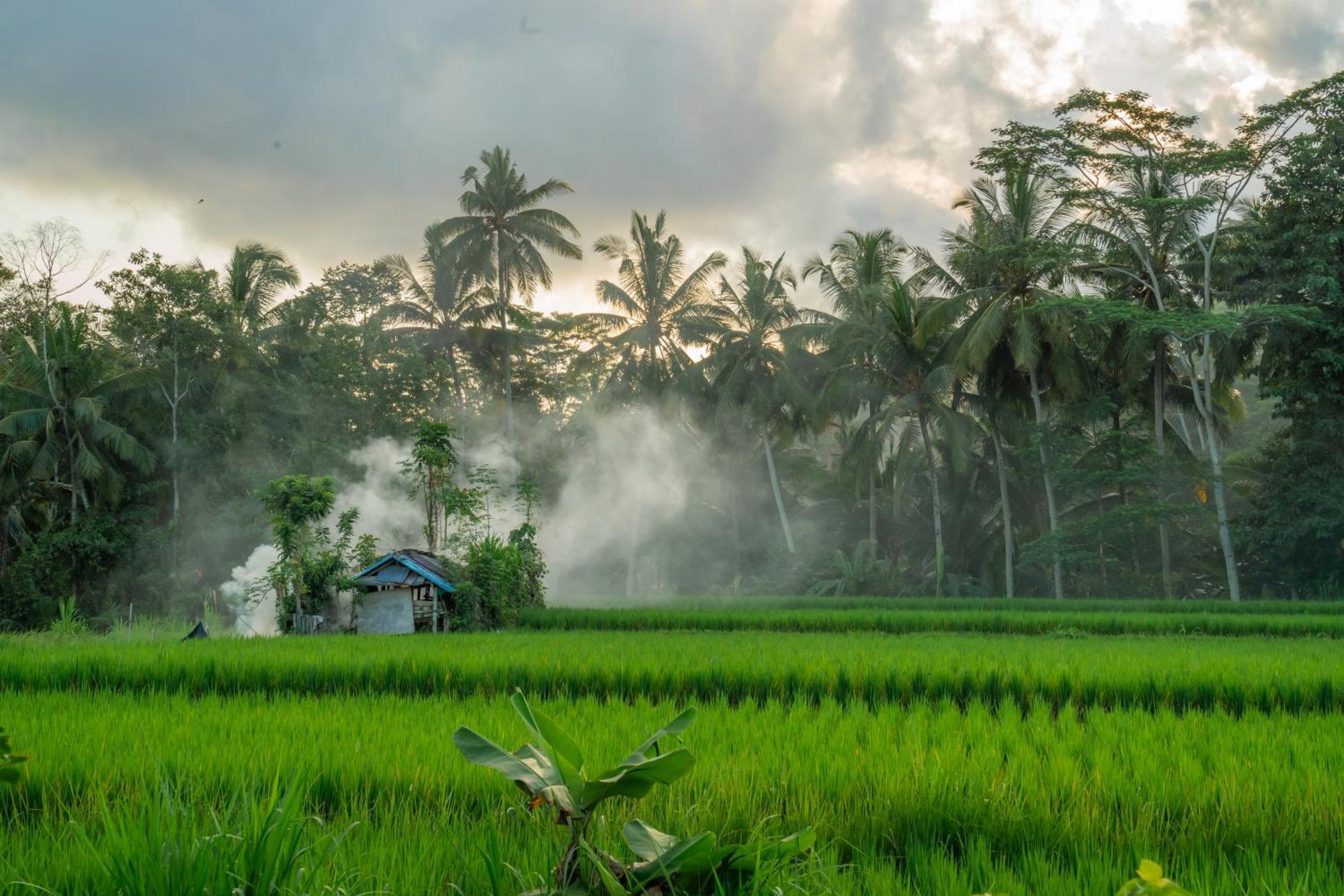 Kampung Uma Dawa Villas And Spa Убуд Екстер'єр фото